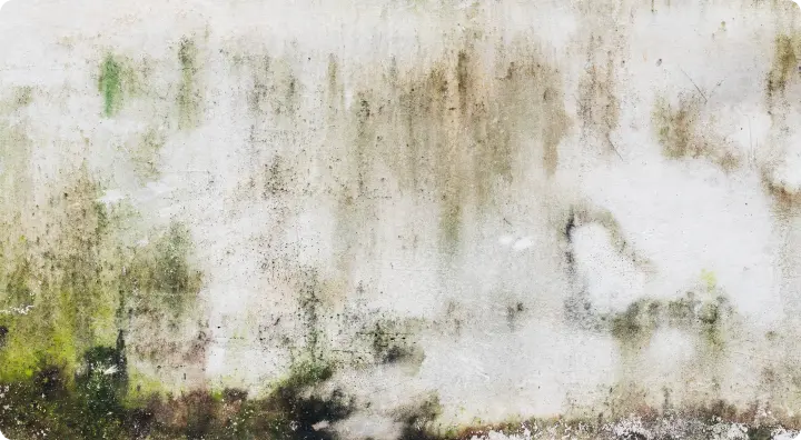 壁に藻やカビが発生している写真